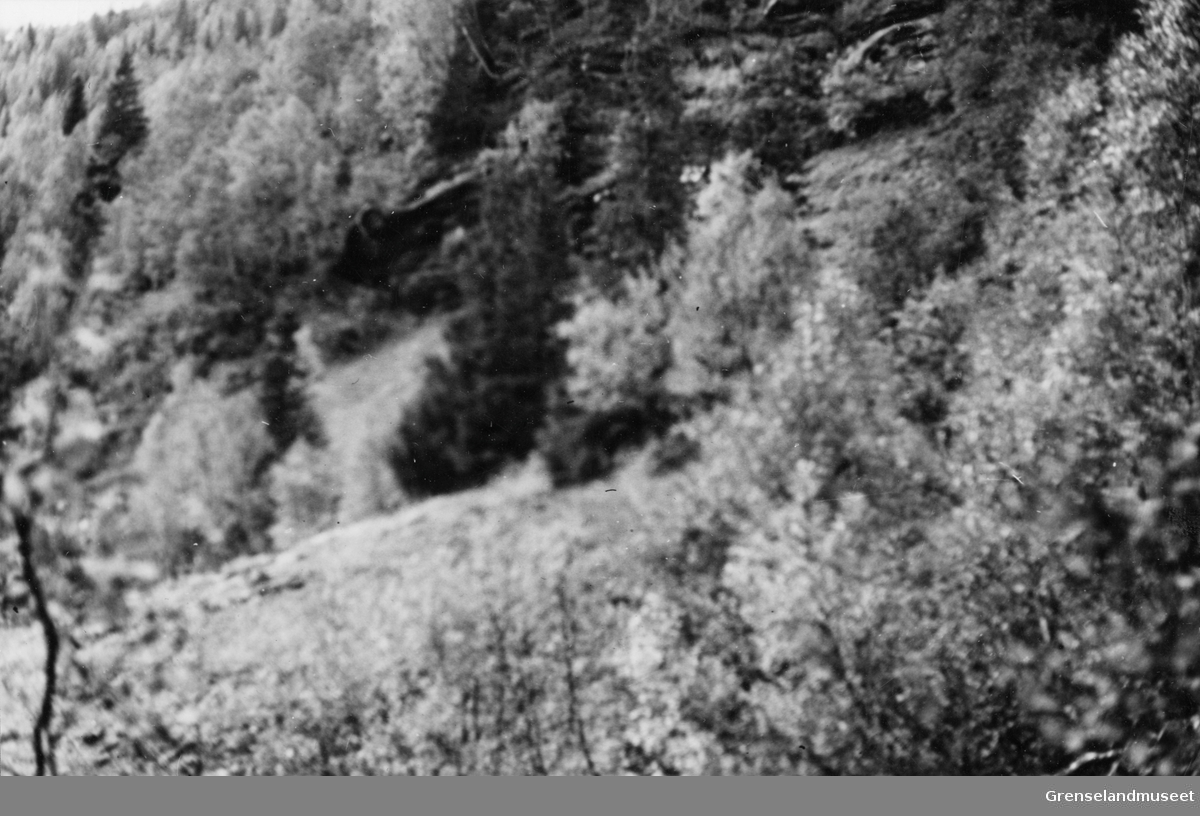 Fjellskråning med bjørk- og granskog, Rana september 1937.s