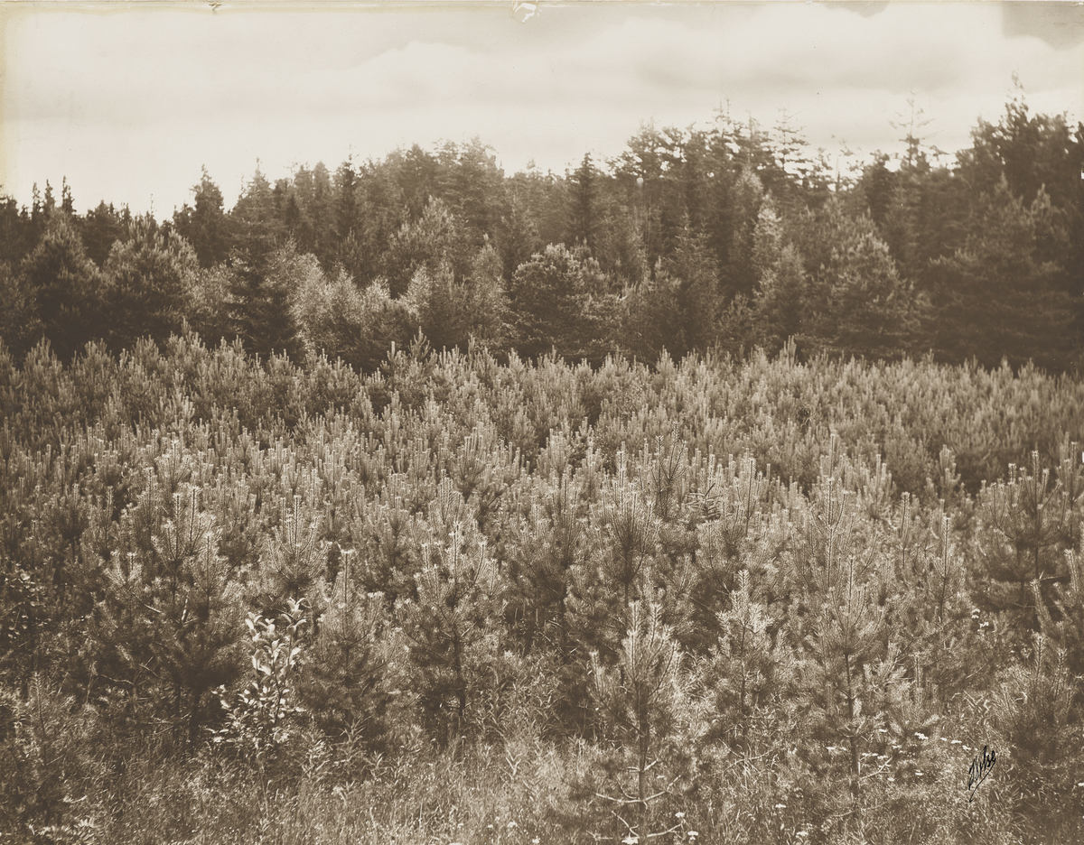 Landskapsbilde av skog. Dokumentasjon av skogplanting og hogstflater.