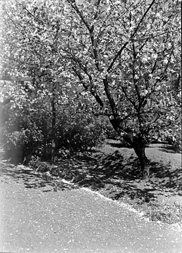 Äppelträd i blom, Västerås.
