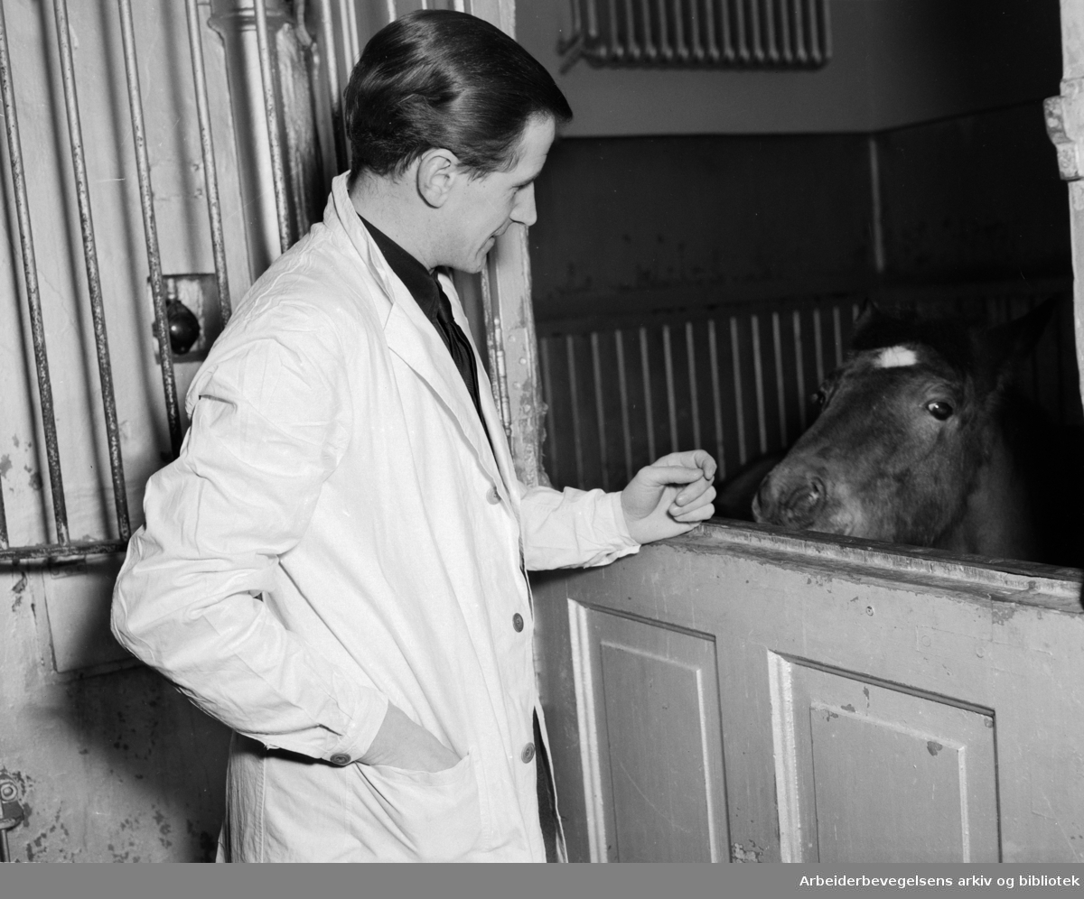 Cheval dyrehospital. Veterinær. Februar 1949