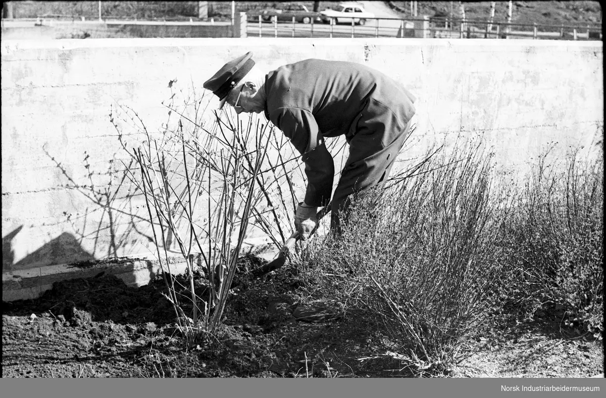 Mann som driver med gartnerarbeid i et bed foran en mur.