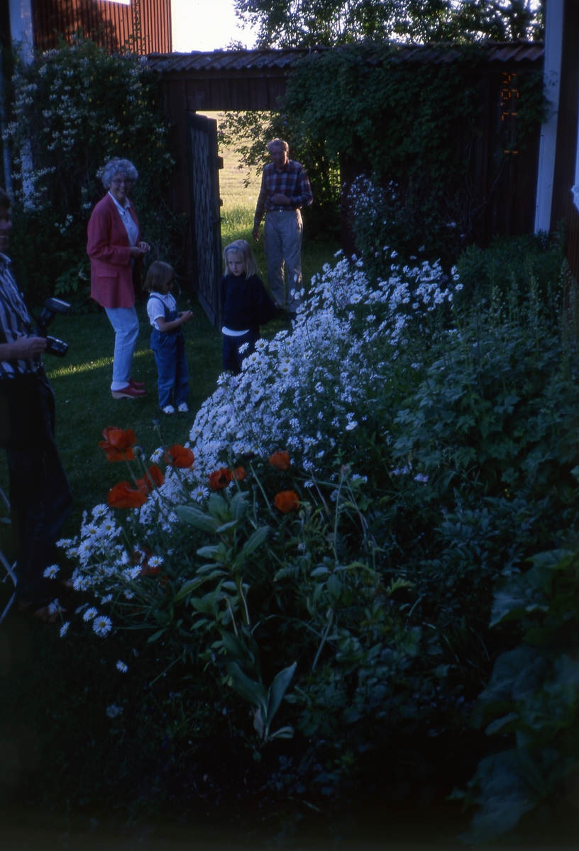 Besök i trädgården på Sunnanåker 1 juli 1994.