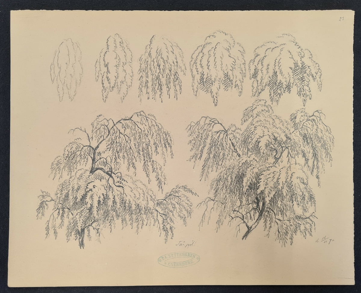 Teckning av F. A. Zettergren över ett träds grenverk, en tårpil. Teckningen är stämplad med F. A. Zettergren Wenersborg. Den är även daterad 16/11 1875.