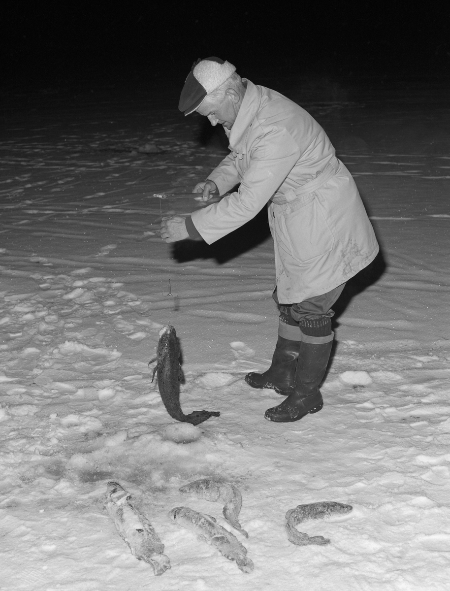 Ole Birkely (1921-2001) fra Brumunddal fisker lake (Lota lota) under isen på Furnesfjorden, Mjøsa. Han brukte en pilk han hadde støpt hjemme. Under pilken brukte han en fortom av metall med krok og agn. Som agn brukte han krøkle (Osmerus eperlanus) eller lagesild/lågåsild (Coregonus albula). Ole Birkely var en ivrig mjøsfisker, og han var styreleder i Brumunddal og Omegn Sportsfiskerforening i periodene 1949-1950 og 1961-1972. Han ble utnevnt til æresmedlem i foreningen i 1977.