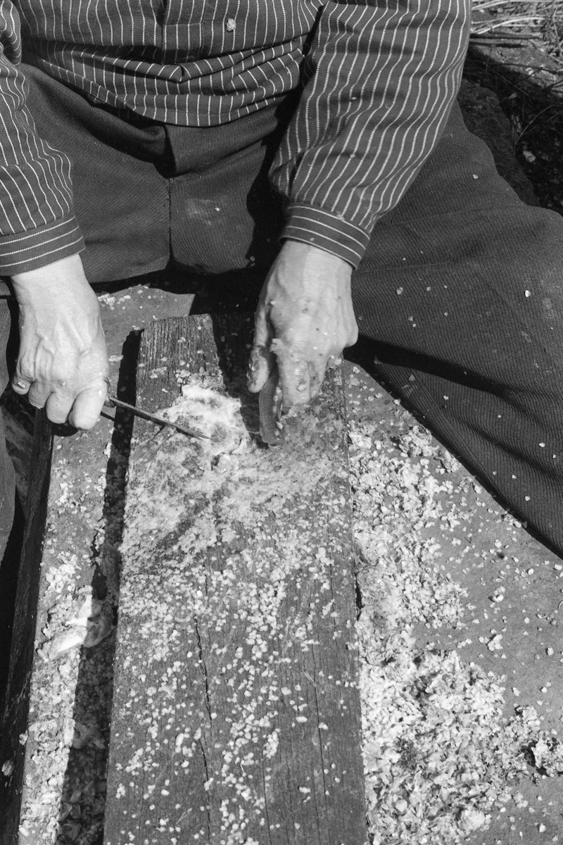 Nærbilde av hendene til yrkesfiskeren Paul Stensæter (1900-1980), som renser abbor (Perca fluviatilis). Stensæter bodde på småbruket Bjerkeli på østsida av Steinsfjorden, en sidearm til Tyrifjorden på Ringerike i Buskerud. Bruket var ikke stort nok til at han kunne leve bare av det han kunne dyrke der. I yngre år skjøtte Stensæter på med skogsarbeid vinterstid og fiske sommerstid. Ryggproblemer førte til at han måtte gi opp skogsarbeidet og konsentrere seg mest om fisket. Fangstene ble i hovedsak omsatt i nærmeste by, Hønefoss. Før han brakte fisken dit ble den maget og renset, og dette skulle skje raskt, for fisken måtte selges mens den var fersk. Her satt Stensæter skrevs over en avlang stein med en planke mellom beina. Den brukte han som underlag når han renset fisken med kniv. Dette fotografiet ble tatt i 1977.

Åsmund Eknæs fra Norsk Skogbruksmuseum hadde mye kontakt med Paul Stensæter. I 1975 oppsummerte han intervjuinformasjon og observasjoner han hadde gjort i en artikkel der han skisserte årssyklusen i Stensæters fiskerivirksomhet. Om rensinga av fisken skrev Eknæs dette:

«Abboren ble puttet i en stamp etter hvert som han fikk den og dekket med en fuktig sekk for å hindre uttørring. Den var da lett å få flasset av. Straks han kom i land ble fisken renset og flosset. Gjennomsnittlig greide Paul å rense to abbor i minuttet. Den ferdigrensede fisken hang i kjelleren til neste morgen.»