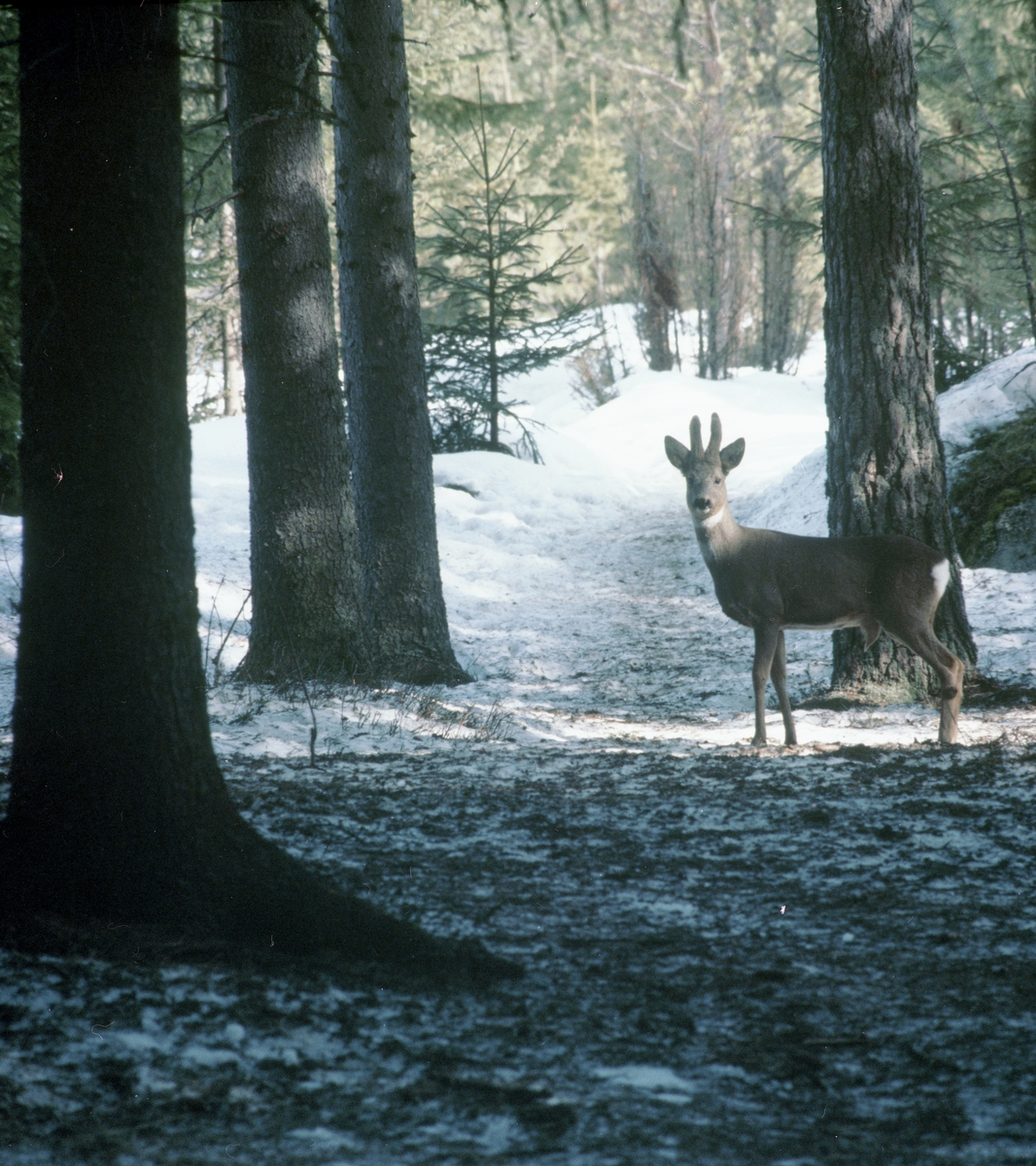 Mellan trädstammar i snöig skog står en rådjursbock och tittar mot fotografen, 1995.