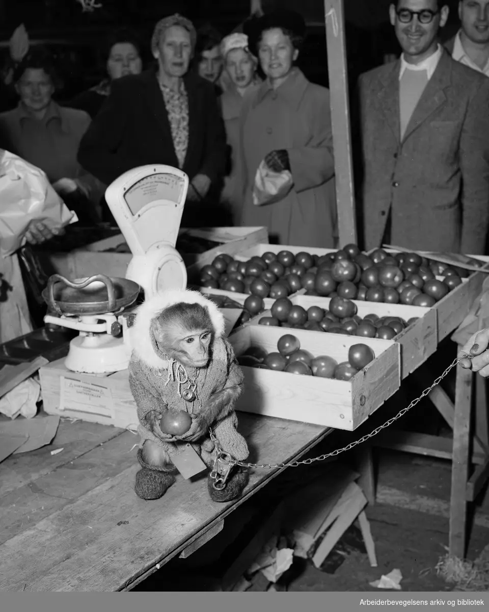 En apekatt besøker grønnsaksbodene på Youngstorget. August 1952.