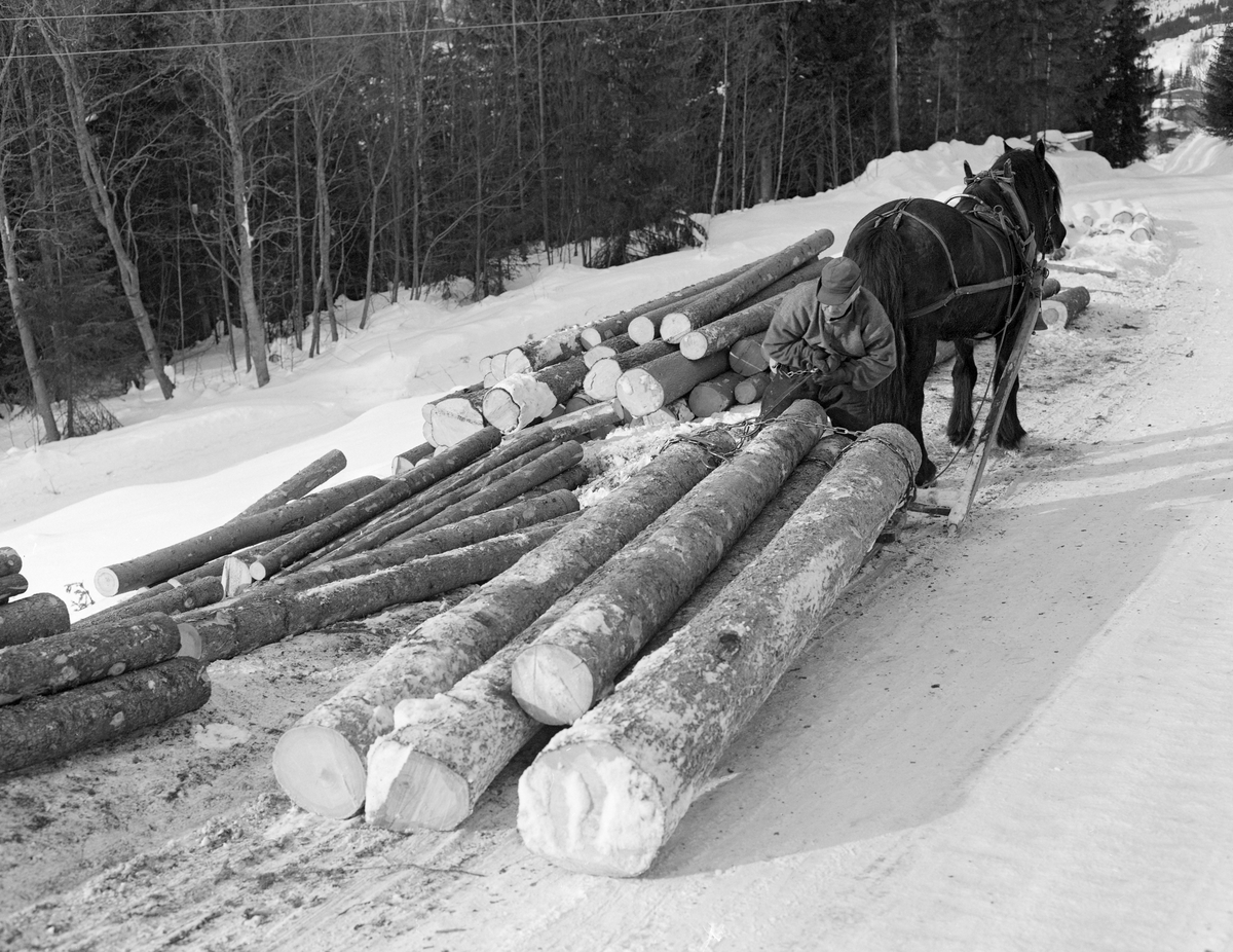 Tømmerkjører Kåre Bratteggen (1910-1999), fotografert under tømmerlunning med «bukk» (en kort slede) av svensk modell på Lundsberget i Trysil vinteren 1977. Avlessing av tømmer på velteplass. Han brukte en bendingsbjønn under transporten, og her løsner han trossa. Bak tømmerkjøreren ser vi dølahesten som ble brukt under lunninga.