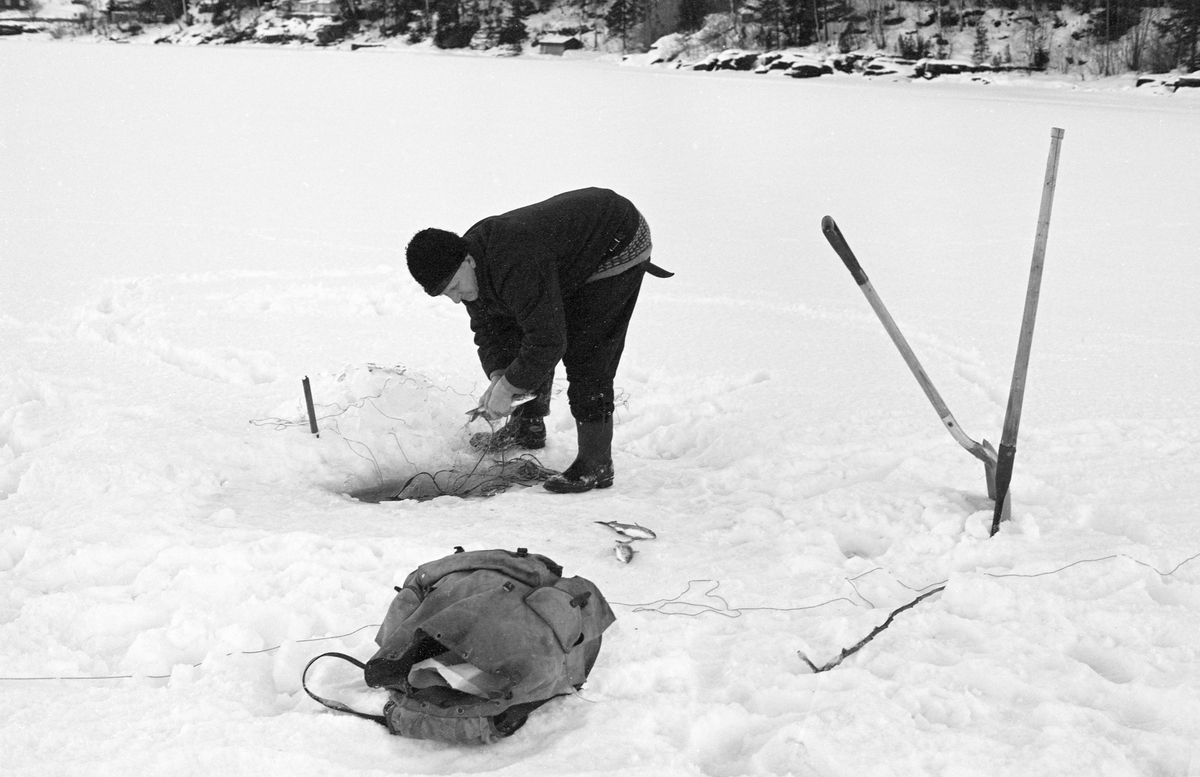 Yrkesfiskeren Paul Stensæter (1900-1982), fotografert mens han trakk et av garna han hadde satt under isen på Steinsfjorden vinteren 1973. Steinsfjorden er en sidearm til Tyrifjorden på Ringerike i Buskerud. Garnfisket vinterstid var primært et sikfiske.  Til høyre i bildet sto det en spade og en isbil i snøen. Dette var redskaper fiskeren brukte til å åpne de hullene i isen garna ble trukket fra når det hadde vært frost og kanskje snøvær siden forrige gang garna ble trukket, to døgn tidligere. Ryggsekken i forgrunnen ble antakelig brukt til å bære i land fangsten.

'I 1973 og 1974 var Åsmund Eknæs fra Norsk Skogbruksmuseum flere ganger på besøk hos Paul Stensæter for å intervjue ham og observere ham i arbeid som fisker. Det Eknæs fikk vite om garnfisket under isen på Steinsfjorden sammenfattet han slik:

«Sikfiske med garn. Dette fisket foregikk på to steder, i åpent vann ute i Tyrifjorden og under isen i Steinsfjorden. Tyrifjorden er ofte åpen langt utover vinteren og det hender at den ikke legger seg i det hele tatt. De dro da i båt over fra Steinsfjorden og satte garn på ganske store dyp, 20-40 favner. Når det ble fisket for fullt ble det brukt 20 garn. 10 sto ute mens de øvrige var hjemme til tørking.

Garnfisket under isen i Steinsfjorden begynner så fort isen legger seg om høsten, fordi tynn og gjennomsiktig is er en fordel når garna skal settes ut første gang. Å sette ut garn under isen kaller Paul for øvrig «å høgge ut garna». Dette krever en spesiell teknikk. Er isen gjennomsiktig, foregår det på følgende måte: To hull hogges med så lang avstand som lengda på garnet. Ei rett granstang på 7-8 m stikkes ned i det ene hullet med den tynneste enden først. I den tykkeste enden er det et hull hvor det blir festet ei snor. Stanga blir nå skjøvet i full fart mot det andre hullet. En viktig detalj ved denne stanga er at den skal være nyhogget. Da ligger den dypere i vannet og skubber mindre mot isen. Stanga går ikke helt fram til det andre hullet. Der den stopper blir det hogget et mindre hull og den skyves videre ved hjelp av en kjepp med ei kløft i enden. Når snora er brakt fram på denne måten, er det en enkel sak å trekke garnet under isen. 

Men er isen ugjennomsiktig, slik at det er umulig å se stanga, må Paul gjøre det på en annen måte. Da finner han ei lang stang med god krumming på. Så hogger han hull så tett at stanga kan stikkes ned i det ene og komme opp igjen gjennom det neste.

Garnet er nå på plass under isen og står på bunnen på 5-10 favners dyp. Fra hver ende av garnet går det ei tynn snor opp til hullet i isen. Snorene går ikke opp gjennom hullet, men er festet litt ved siden. Dette er gjort for å hindre at han hogger dem av når is som har dannet seg i hullet skal fjernes.

Dagens nylongarn tåler å stå ute hele vinteren. Tidligere, da lin og bomull var mest brukt, var det nødvendig å ta garna opp og tørke dem. Av de 20-40 garn som Paul brukte, var halvparten til tørk.

Ettersynet, som gjerne foregår annenhver dag, begynner med at han får tak i snorene fra garnet ved å stikke en pinne med krok på innunder isen. I den borteste enden løsner han garnsnora og fester isteden ei lang nylonsnor til garnet. Tidligere brukte han snor av tvunnet hestetagl. Snora er så lang at den også rekker bort til der han står oppå isen. Ved trekkinga tar han ut fisken etter hvert. Når hele garnet er trukket, blir han stående på samme sted, tar tak i snora og drar garnet ut igjen samtidig som han passer på at det går ordentlig.

I sterk kulde vil det våte garnet fryse til en klump og være umulig å sette igjen. For å hindre dette hogger han ei grop i isen bak hullet og fyller denne med vann. Etter hvert som han trekker garnet putter ha det ned i gropa og det holder seg opptint til det skal settes igjen.

Når det blir mildvær og fare for at isen skal gå opp og komme i drift, må det tas spesielle forholdsregler for å hindre at garna blir dratt med isflak og forsvinner. Paul binder i slike tilfelle inn en bit snelletråd i den snora som går fra isen og ned til garnet. Kommer isen i drift, vil snelletråden ryke, og garnet blir stående igjen på samme sted. Det er da en forholdsvis enkel sak å sokne etter det.

Garnfisket ga jevne tilførsler av sik gjennom det meste av vinteren. Vintersiken i Steinsfjorden er noe mindre enn høstsiken. Det går omkring 4 på kiloen, mot 3 om høsten. Fangstene varierer fra noen få til 25-30 pr. garn. Med 10 garn ute vil han kunne få opptil 200-300 sik eller 50-70 kilo. Men da blir garnene trukket bare annenhver dag.»