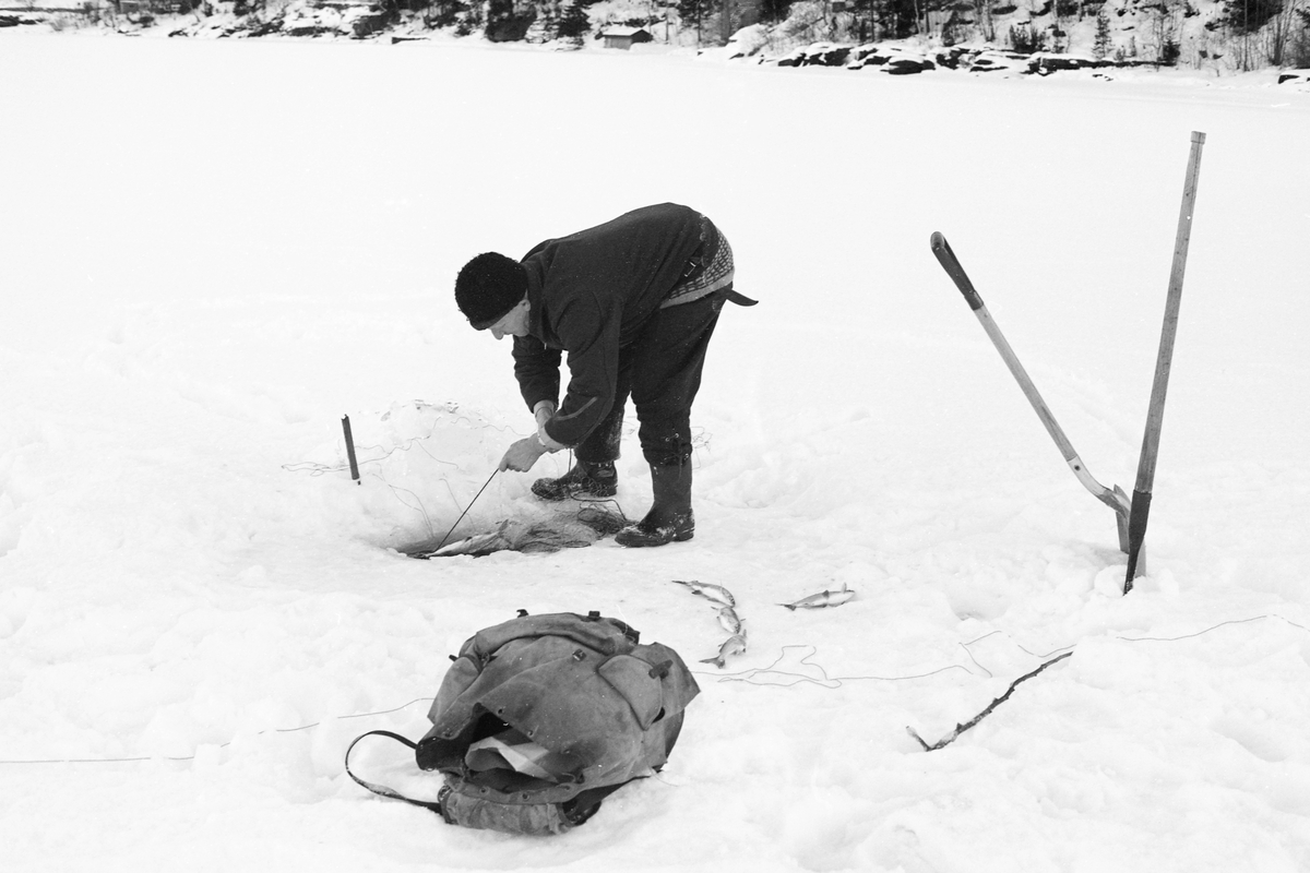 Yrkesfiskeren Paul Stensæter (1900-1982), fotografert mens han trakk et av garna han hadde satt under isen på Steinsfjorden vinteren 1973. Steinsfjorden er en sidearm til Tyrifjorden på Ringerike i Buskerud. Garnfisket vinterstid var primært et sikfiske.  Til høyre i bildet sto det en spade og en isbil i snøen. Dette var redskaper fiskeren brukte til å åpne de hullene i isen garna ble trukket fra når det hadde vært frost og kanskje snøvær siden forrige gang garna ble trukket, to døgn tidligere. Ryggsekken i forgrunnen ble antakelig brukt til å bære i land fangsten. Noen fisker Stensæter hadde plukket ut av garnet lå på den snødekte isen da fotografiet ble tatt.

I 1973 og 1974 var Åsmund Eknæs fra Norsk Skogbruksmuseum flere ganger på besøk hos Paul Stensæter for å intervjue ham og observere ham i arbeid som fisker. Det Eknæs fikk vite om garnfisket under isen på Steinsfjorden sammenfattet han slik:

«Sikfiske med garn. Dette fisket foregikk på to steder, i åpent vann ute i Tyrifjorden og under isen i Steinsfjorden. Tyrifjorden er ofte åpen langt utover vinteren og det hender at den ikke legger seg i det hele tatt. De dro da i båt over fra Steinsfjorden og satte garn på ganske store dyp, 20-40 favner. Når det ble fisket for fullt ble det brukt 20 garn. 10 sto ute mens de øvrige var hjemme til tørking.

Garnfisket under isen i Steinsfjorden begynner så fort isen legger seg om høsten, fordi tynn og gjennomsiktig is er en fordel når garna skal settes ut første gang. Å sette ut garn under isen kaller Paul for øvrig «å høgge ut garna». Dette krever en spesiell teknikk. Er isen gjennomsiktig, foregår det på følgende måte: To hull hogges med så lang avstand som lengda på garnet. Ei rett granstang på 7-8 m stikkes ned i det ene hullet med den tynneste enden først. I den tykkeste enden er det et hull hvor det blir festet ei snor. Stanga blir nå skjøvet i full fart mot det andre hullet. En viktig detalj ved denne stanga er at den skal være nyhogget. Da ligger den dypere i vannet og skubber mindre mot isen. Stanga går ikke helt fram til det andre hullet. Der den stopper blir det hogget et mindre hull og den skyves videre ved hjelp av en kjepp med ei kløft i enden. Når snora er brakt fram på denne måten, er det en enkel sak å trekke garnet under isen. 

Men er isen ugjennomsiktig, slik at det er umulig å se stanga, må Paul gjøre det på en annen måte. Da finner han ei lang stang med god krumming på. Så hogger han hull så tett at stanga kan stikkes ned i det ene og komme opp igjen gjennom det neste.

Garnet er nå på plass under isen og står på bunnen på 5-10 favners dyp. Fra hver ende av garnet går det ei tynn snor opp til hullet i isen. Snorene går ikke opp gjennom hullet, men er festet litt ved siden. Dette er gjort for å hindre at han hogger dem av når is som har dannet seg i hullet skal fjernes.

Dagens nylongarn tåler å stå ute hele vinteren. Tidligere, da lin og bomull var mest brukt, var det nødvendig å ta garna opp og tørke dem. Av de 20-40 garn som Paul brukte, var halvparten til tørk.

Ettersynet, som gjerne foregår annenhver dag, begynner med at han får tak i snorene fra garnet ved å stikke en pinne med krok på innunder isen. I den borteste enden løsner han garnsnora og fester isteden ei lang nylonsnor til garnet. Tidligere brukte han snor av tvunnet hestetagl. Snora er så lang at den også rekker bort til der han står oppå isen. Ved trekkinga tar han ut fisken etter hvert. Når hele garnet er trukket, blir han stående på samme sted, tar tak i snora og drar garnet ut igjen samtidig som han passer på at det går ordentlig.

I sterk kulde vil det våte garnet fryse til en klump og være umulig å sette igjen. For å hindre dette hogger han ei grop i isen bak hullet og fyller denne med vann. Etter hvert som han trekker garnet putter ha det ned i gropa og det holder seg opptint til det skal settes igjen.

Når det blir mildvær og fare for at isen skal gå opp og komme i drift, må det tas spesielle forholdsregler for å hindre at garna blir dratt med isflak og forsvinner. Paul binder i slike tilfelle inn en bit snelletråd i den snora som går fra isen og ned til garnet. Kommer isen i drift, vil snelletråden ryke, og garnet blir stående igjen på samme sted. Det er da en forholdsvis enkel sak å sokne etter det.

Garnfisket ga jevne tilførsler av sik gjennom det meste av vinteren. Vintersiken i Steinsfjorden er noe mindre enn høstsiken. Det går omkring 4 på kiloen, mot 3 om høsten. Fangstene varierer fra noen få til 25-30 pr. garn. Med 10 garn ute vil han kunne få opptil 200-300 sik eller 50-70 kilo. Men da blir garnene trukket bare annenhver dag.»