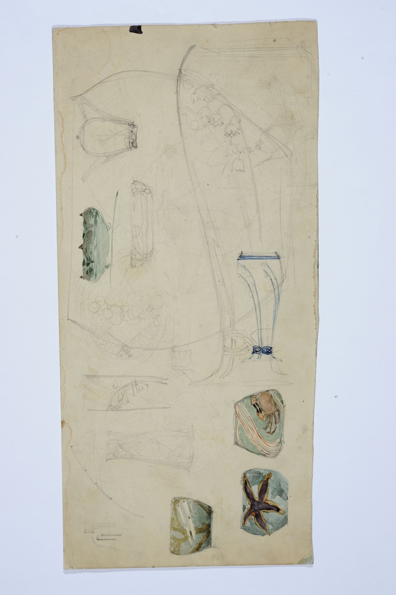 Skisser av urne og skål med tang, krabbe og fisker. På baksiden studie av en tulipan