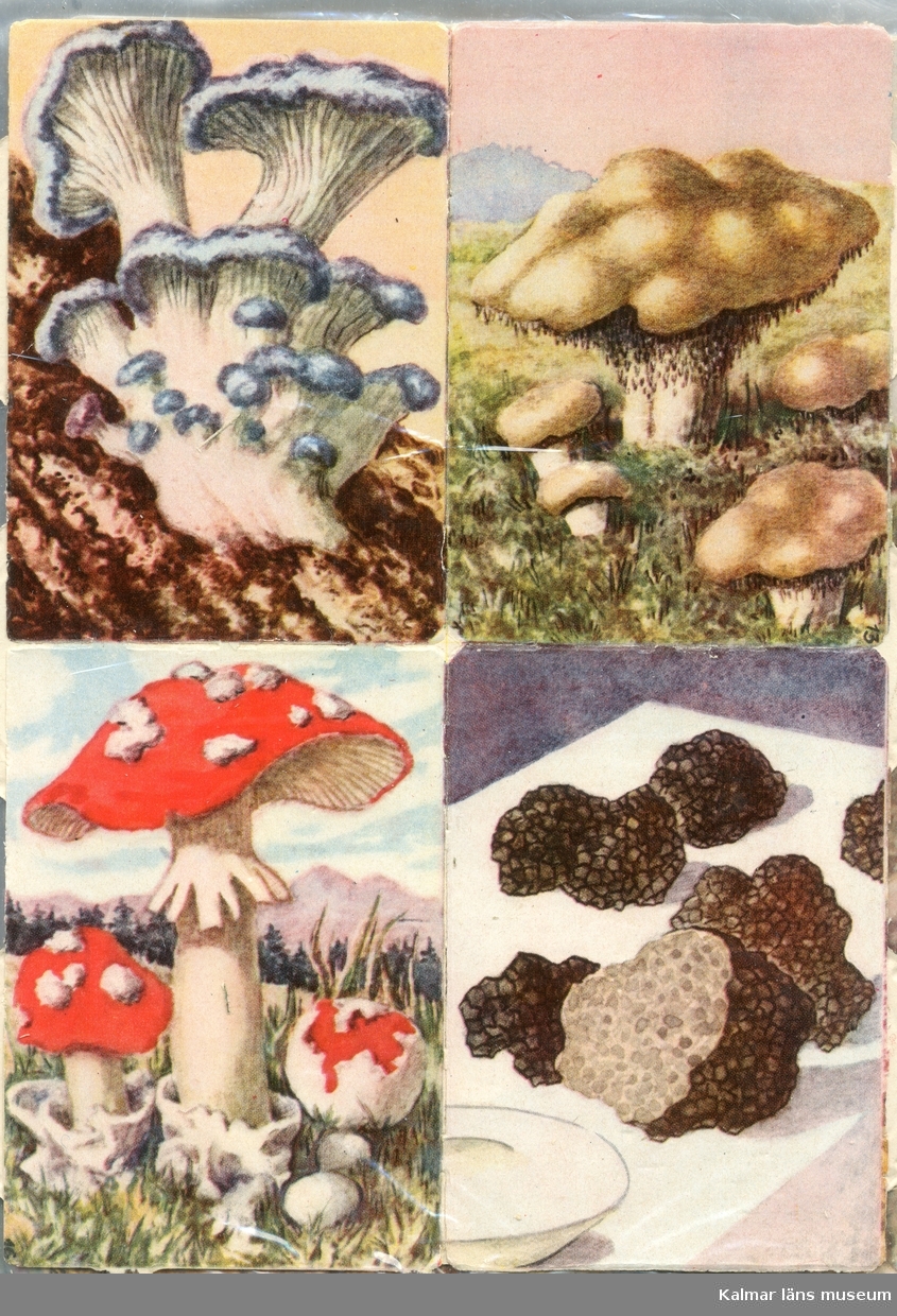 Fyra olika sorters svampar, bl.a. Flugsvamp.