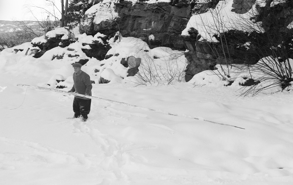 Yrkesfiskeren Paul Stensæter (1900-1982) viser fram ei lang trestang, som han brukte når han skulle sette garn under isen på Steinsfjorden, en sidearm til Tyrifjorden på Ringerike. Stanga ble stukket ned gjennom et hull fiskeren hadde hogd i isflata, med ei lang snor i den ene enden. Deretter ble stanga dyttet i ønsket retning, under isen. Ofte var det nødvendig å hogge et nytt hull over det stedet der stanga stanset, for å kunne gi den en ny dytt. Til slutt ble den tatt opp igjen, gjennom et hull som lå en garnlengde fra det første hullet der stanga og snora ble stukket ned i vannet. På dette tidspunktet kunne snora knyttes fast i den ene enden av overtelna på garnet, som dermed kunne trekkes forsiktig inn under isen til det sto i ønsket posisjon. 

I 1970-åra var etnologen Åsmund Eknæs fra Norsk Skogbruksmuseum flere ganger på besøk hos Paul Stensæter for å observere ham i aktivitet som fisker og intervjue ham om denne virksomheten. Eknæs oppsummerte det han fikk se og høre om garnfisket under isen på Steinsfjorden slik:

«Sikfiske med garn. Dette fisket foregikk på to steder, i åpent vann ute i Tyrifjorden og under isen i Steinsfjorden. Tyrifjorden er ofte åpen langt utover vinteren og det hender at den ikke legger seg i det hele tatt. De dro da i båt over fra Steinsfjorden og satte garn på ganske store dyp, 20-40 favner. Når det ble fisket for fullt ble det brukt 20 garn. 10 sto ute mens de øvrige var hjemme til tørking.

Garnfisket under isen i Steinsfjorden begynner så fort isen legger seg om høsten, fordi tynn og gjennomsiktig is er en fordel når garna skal settes ut første gang. Å sette ut garn under isen kaller Paul for øvrig «å høgge ut garna». Dette krever en spesiell teknikk. Er isen gjennomsiktig, foregår det på følgende måte: To hull hogges med så lang avstand som lengda på garnet. Ei rett granstang på 7-8 m stikkes ned i det ene hullet med den tynneste enden først. I den tykkeste enden er det et hull hvor det blir festet ei snor. Stanga blir nå skjøvet i full fart mot det andre hullet. En viktig detalj ved denne stanga er at den skal være nyhogget. Da ligger den dypere i vannet og skubber mindre mot isen. Stanga går ikke helt fram til det andre hullet. Der den stopper blir det hogget et mindre hull og den skyves videre ved hjelp av en kjepp med ei kløft i enden. Når snora er brakt fram på denne måten, er det en enkel sak å trekke garnet under isen. 

Men er isen ugjennomsiktig, slik at det er umulig å se stanga, må Paul gjøre det på en annen måte. Da finner han ei lang stang med god krumming på. Så hogger han hull så tett at stanga kan stikkes ned i det ene og komme opp igjen gjennom det neste.

Garnet er nå på plass under isen og står på bunnen på 5-10 favners dyp. Fra hver ende av garnet går det ei tynn snor opp til hullet i isen. Snorene går ikke opp gjennom hullet, men er festet litt ved siden. Dette er gjort for å hindre at han hogger dem av når is som har dannet seg i hullet skal fjernes.

Dagens nylongarn tåler å stå ute hele vinteren. Tidligere, da lin og bomull var mest brukt, var det nødvendig å ta garna opp og tørke dem. Av de 20-40 garn som Paul brukte, var halvparten til tørk.

Ettersynet, som gjerne foregår annenhver dag, begynner med at han får tak i snorene fra garnet ved å stikke en pinne med krok på innunder isen. I den borteste enden løsner han garnsnora og fester isteden ei lang nylonsnor til garnet. Tidligere brukte han snor av tvunnet hestetagl. Snora er så lang at den også rekker bort til der han står oppå isen. Ved trekkinga tar han ut fisken etter hvert. Når hele garnet er trukket, blir han stående på samme sted, tar tak i snora og drar garnet ut igjen samtidig som han passer på at det går ordentlig.

I sterk kulde vil det våte garnet fryse til en klump og være umulig å sette igjen. For å hindre dette hogger han ei grop i isen bak hullet og fyller denne med vann. Etter hvert som han trekker garnet putter ha det ned i gropa og det holder seg opptint til det skal settes igjen.

Når det blir mildvær og fare for at isen skal gå opp og komme i drift, må det tas spesielle forholdsregler for å hindre at garna blir dratt med isflak og forsvinner. Paul binder i slike tilfelle inn en bit snelletråd i den snora som går fra isen og ned til garnet. Kommer isen i drift, vil snelletråden ryke, og garnet blir stående igjen på samme sted. Det er da en forholdsvis enkel sak å sokne etter det.

Garnfisket ga jevne tilførsler av sik gjennom det meste av vinteren. Vintersiken i Steinsfjorden er noe mindre enn høstsiken. Det går omkring 4 på kiloen, mot 3 om høsten. Fangstene varierer fra noen få til 25-30 pr. garn. Med 10 garn ute vil han kunne få opptil 200-300 sik eller 50-70 kilo. Men da blir garnene trukket bare annenhver dag.»