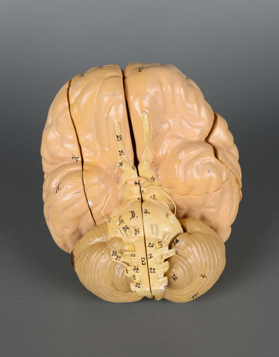 Undervisningsmodell/anatomisk modell av en hjerne. Gjenstanden består av åtte, opprinnelig ni, deler som kan åpnes og festes sammen med tynne metallstenger. En del mangler ved høyre bakhodelapp. De anatomiske delene er merket med tall og bokstaver.
Høyre side av lillehjernen er misfarvet og delvis ødelagt.