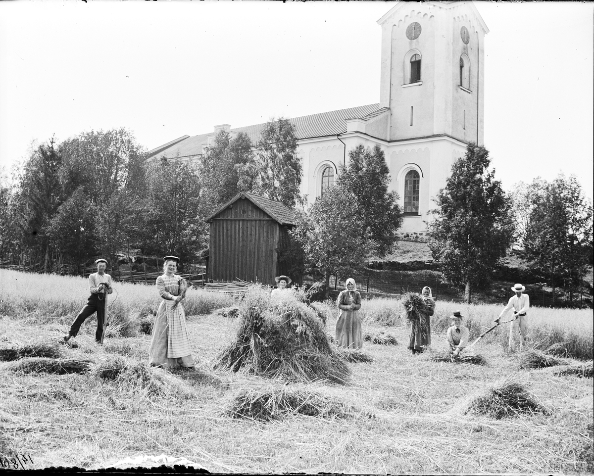 Skördearbete bredvid Hamrånge kyrka, Gästrikland 14 augusti 1901