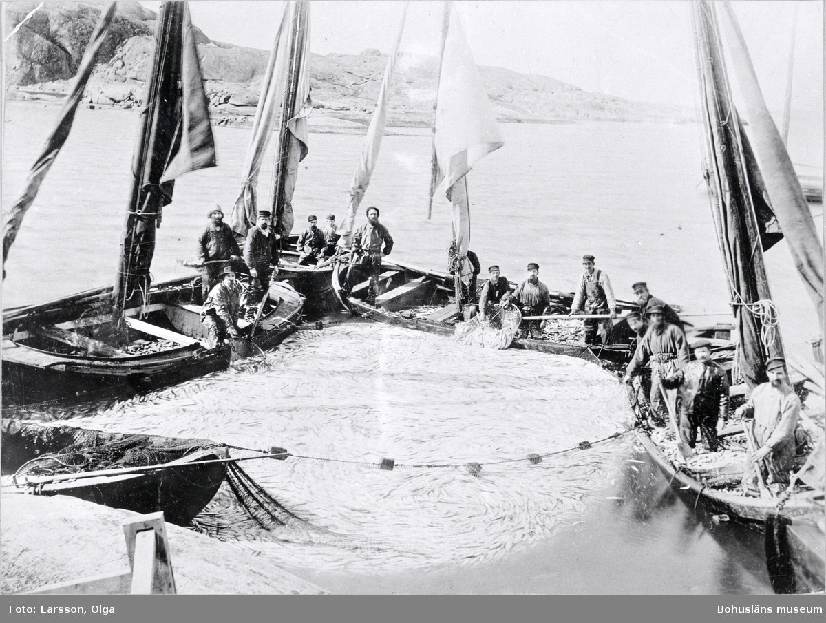 Sillfiske vid Fjällbacka i april 1894