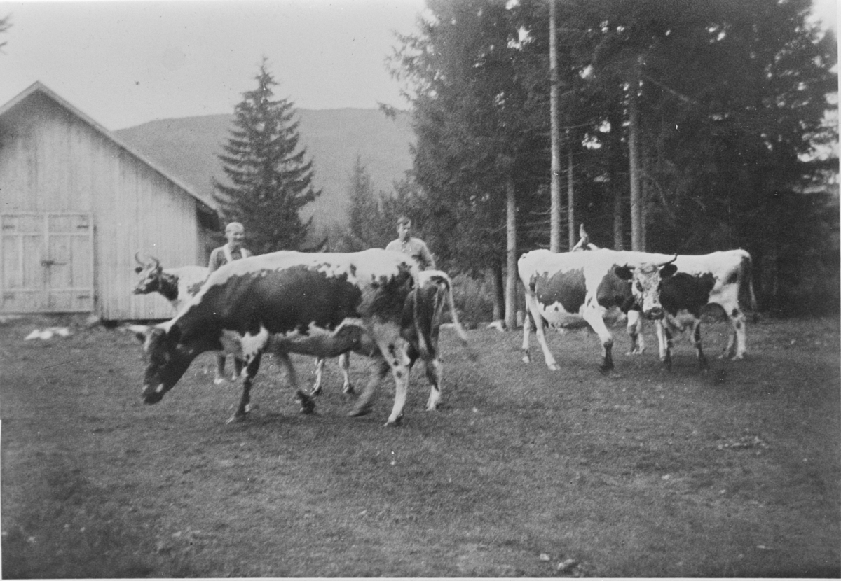 Telemarkskuer utenfor fjøset på Langerud, 1940 årene. To ukjente personer.
