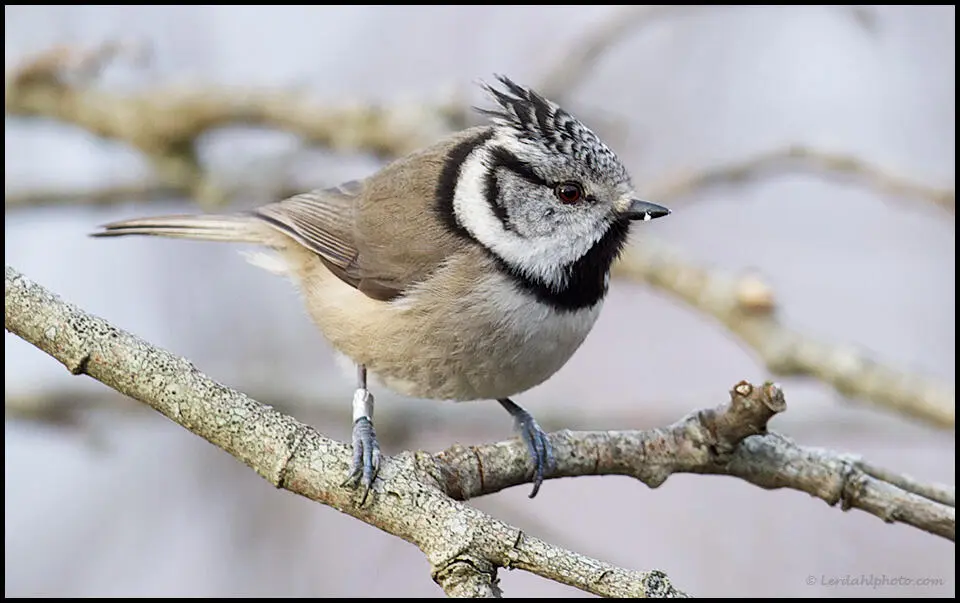 bilde av ein Toppmeis som sit på ein grein (lophophanes-cristatus)