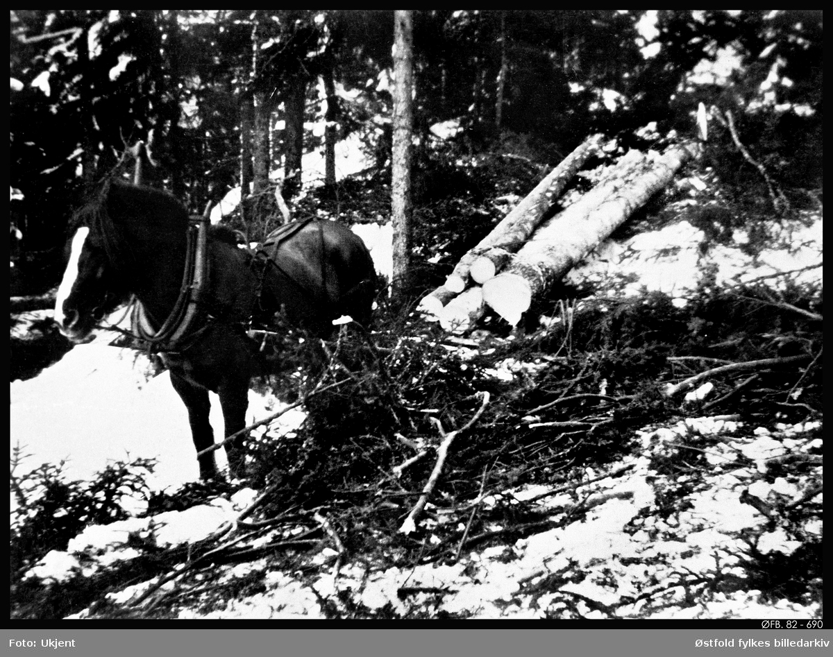 Tømmerkipping ved Erttjernmosen i Rømskog 1948.