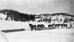 Tømmerdrift på Snåret, trolig vinteren 1950-51. Buvaten med 
