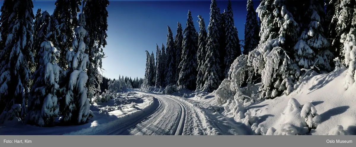 skog, snø, vei, skiløype