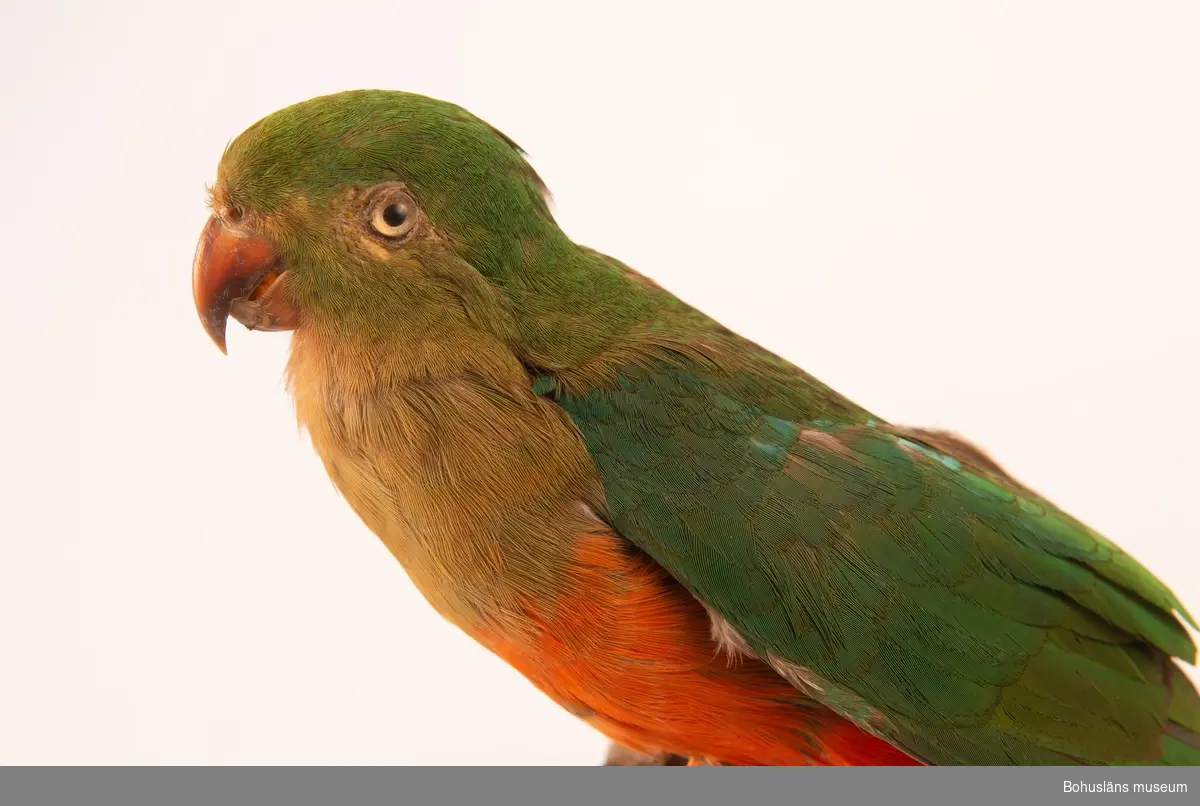 Hona av Australian King Parrot, en endemisk art i östra delarna av Australien.

I december 2008 presenterade Sveriges Ornitologiska Förening för första gången ett förslag till fullständig förteckning över svenska namn på all världens fågelarter.
Australisk kungsparakit kallas denna fågel enligt förslaget.