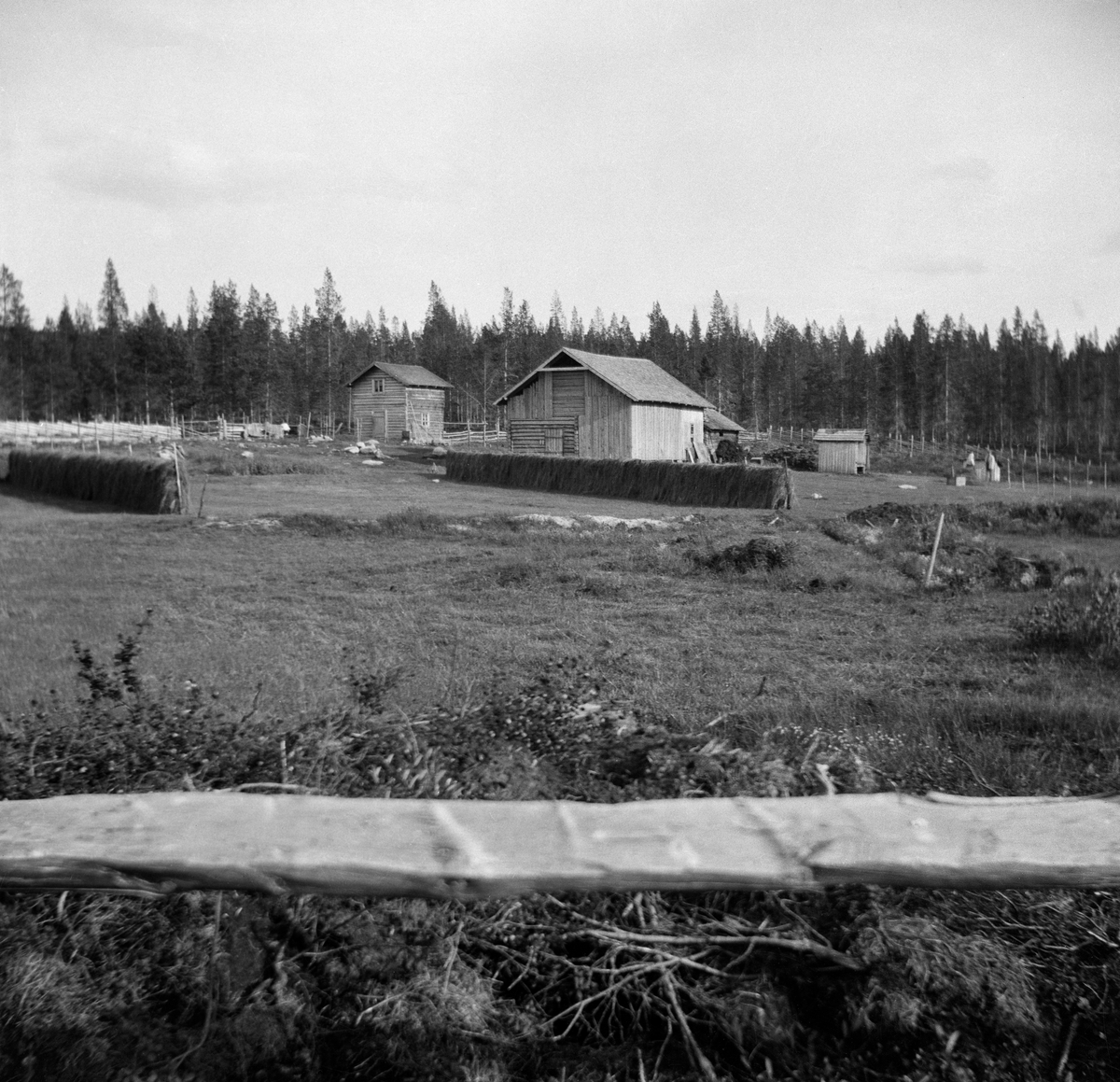 Småbruket Myrvang i i Engerdal. Dette bruket ble bygslet i 1902 av Gjertrud Myrvang (1861-1958) og Per P. Myrvang- (1864-1943).  Bildet er tatt mot bygningene fra utkanten av det ryddete området, med en horisontal kløvd trestamme i forgrunnen. Gjertrud og Per hadde to hus - et halvannenetasjes våningshus med snaut 20 kvadratmeters grunnflate og en fjøs-, stall- og låvebygning med drøyt 100 kvadratmeters grunnflate. Da dette fotografiet ble tatt hadde Gjertrud og Per skått graset som vokste på den dyrkede marka nærmest bygningene og reist hesjer for å tørke høy til vintersesongen. Innmarka er skjermet med en skigard mot nåleskogen i bakgrunnen.