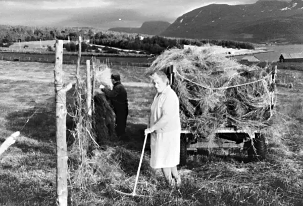 Tørrhøykjøring Aursfjord - Midt-Troms Museum / DigitaltMuseum