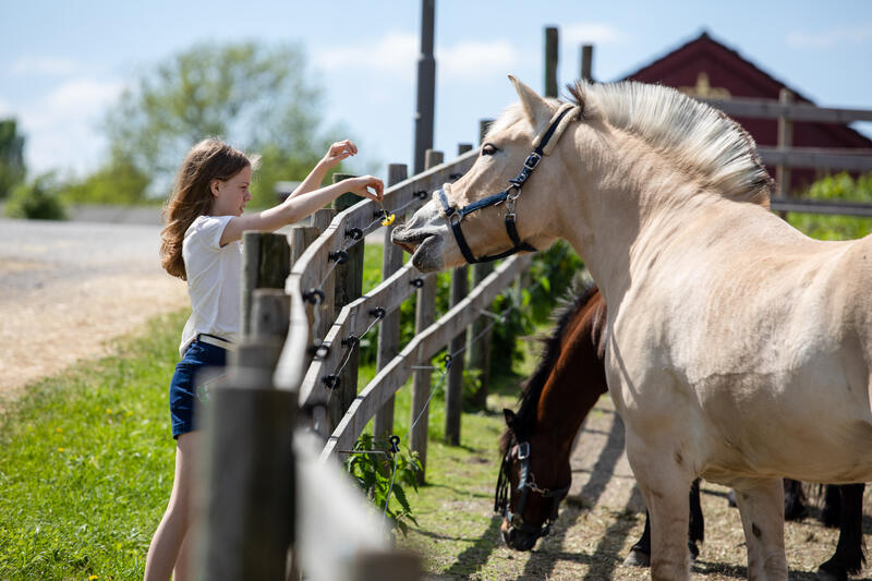 En jente hilser på en hest