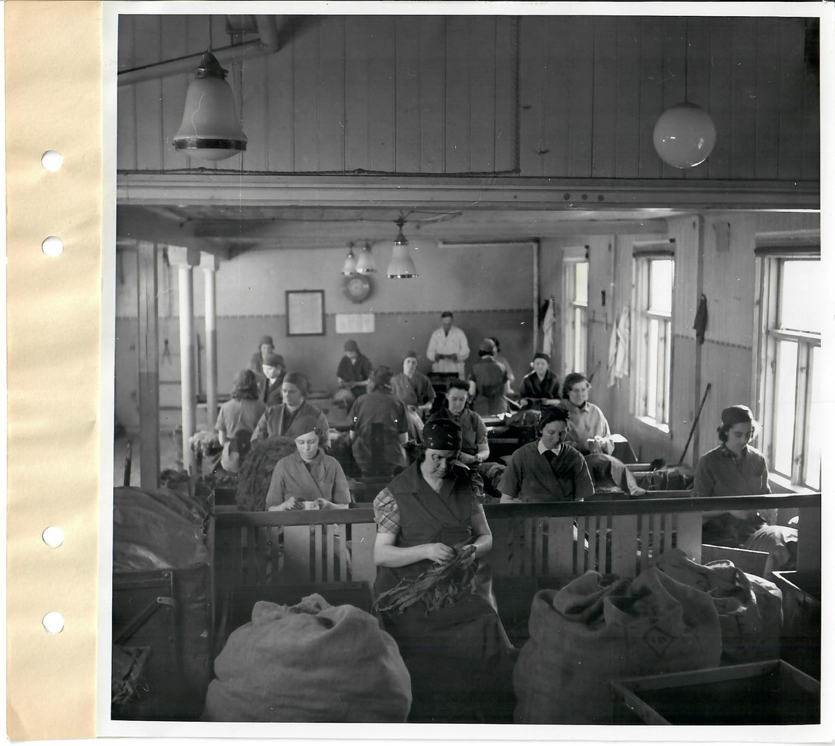 Bilder vid filminspelning i "gamla" Arvika fabriken 27/3-3/4-1941
Stripning och uppsättning av tobaksblad