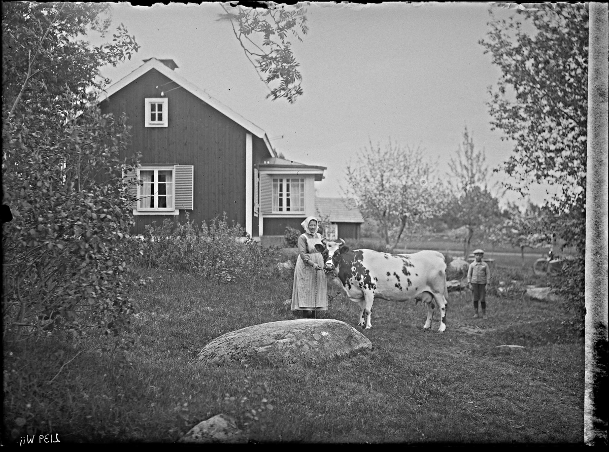 Fotografering beställd av byggmästaren E. Andersson. I bild ser vi en kvinna och ett barn med en ko. Personerna och platsen är ej närmare identifierad.