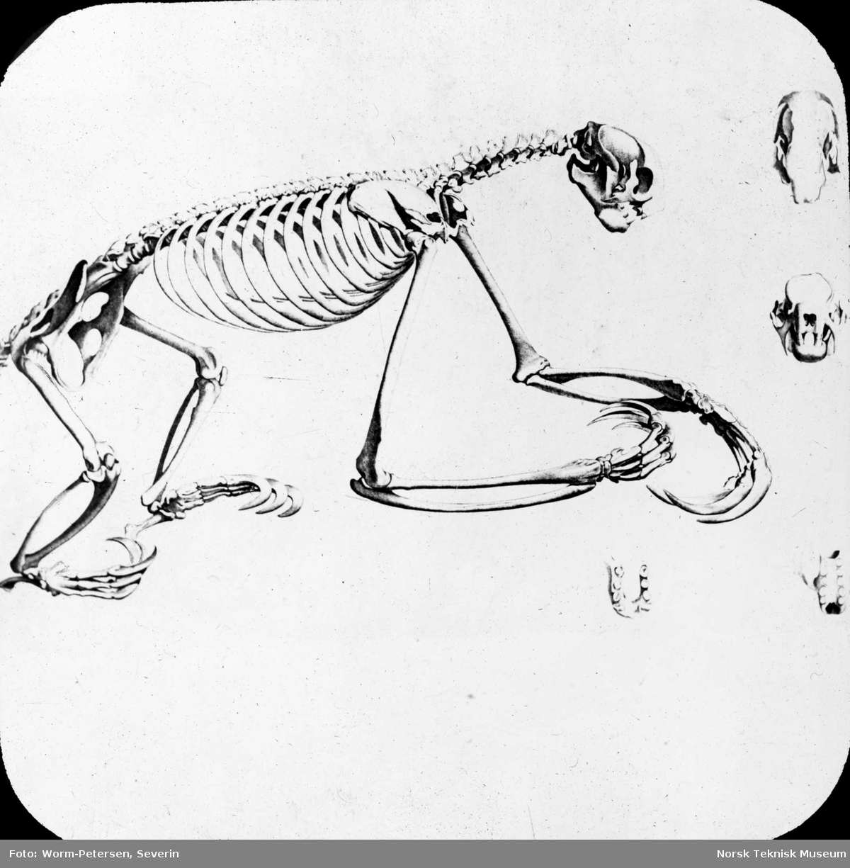 Figur anatomi, skjelett dyr