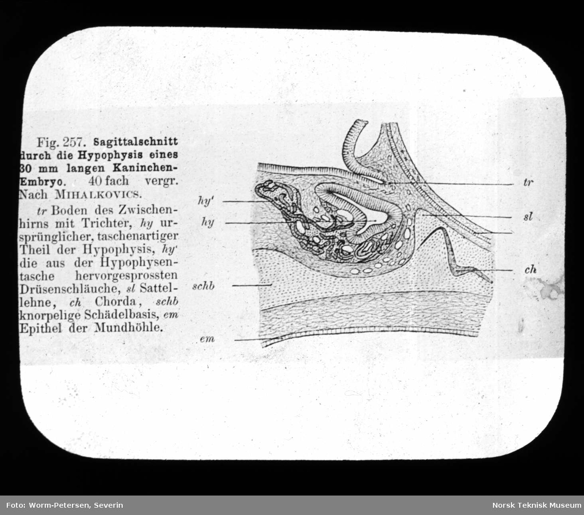 Sagittalsnitt gjennom hypofysen til et 30 mm langt kaninembryo