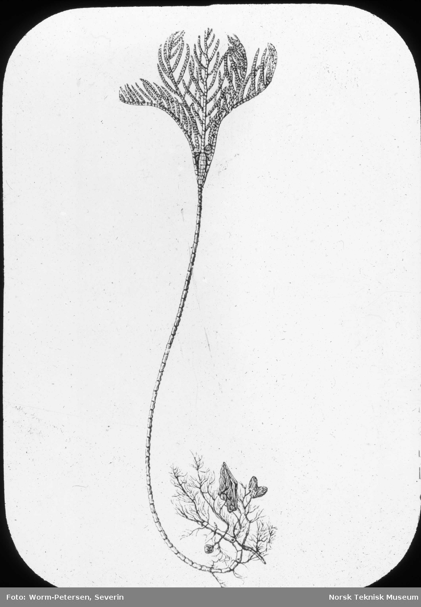 Ænizocrinus lofotensis (sjølilje)
