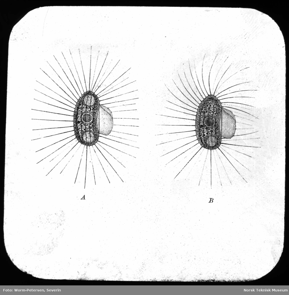 Pleuronema chrysalis (2 stadier)