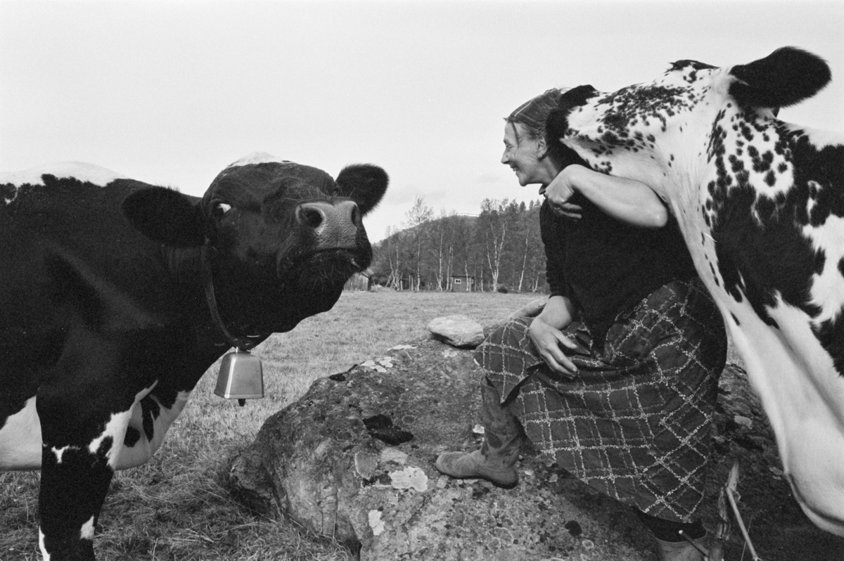 En kvinne steller kyr på beite på Røros.