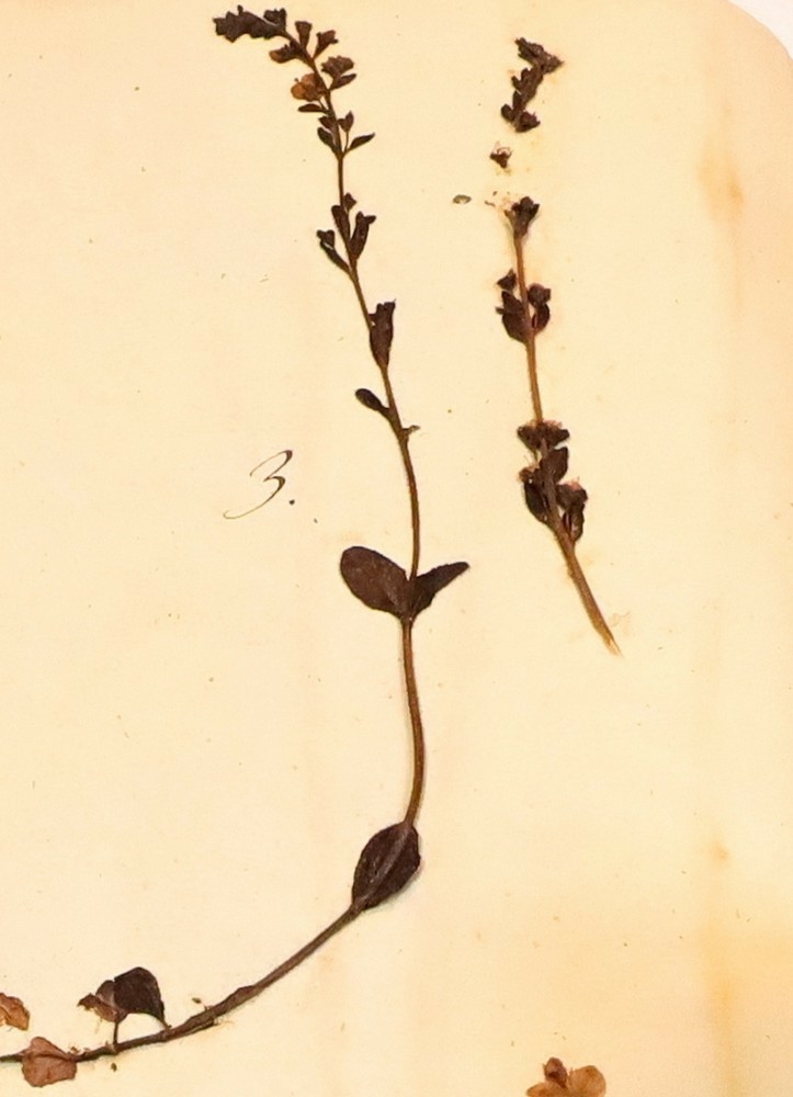 Plante nr. 3 frå Ivar Aasen sitt herbarium.  