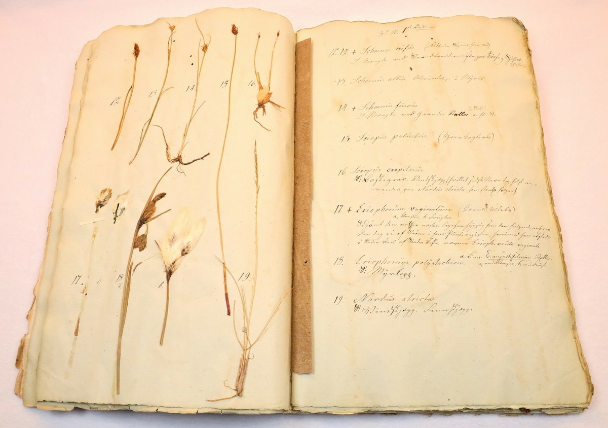 Plante nr. 17 frå Ivar Aasen sitt herbarium.  