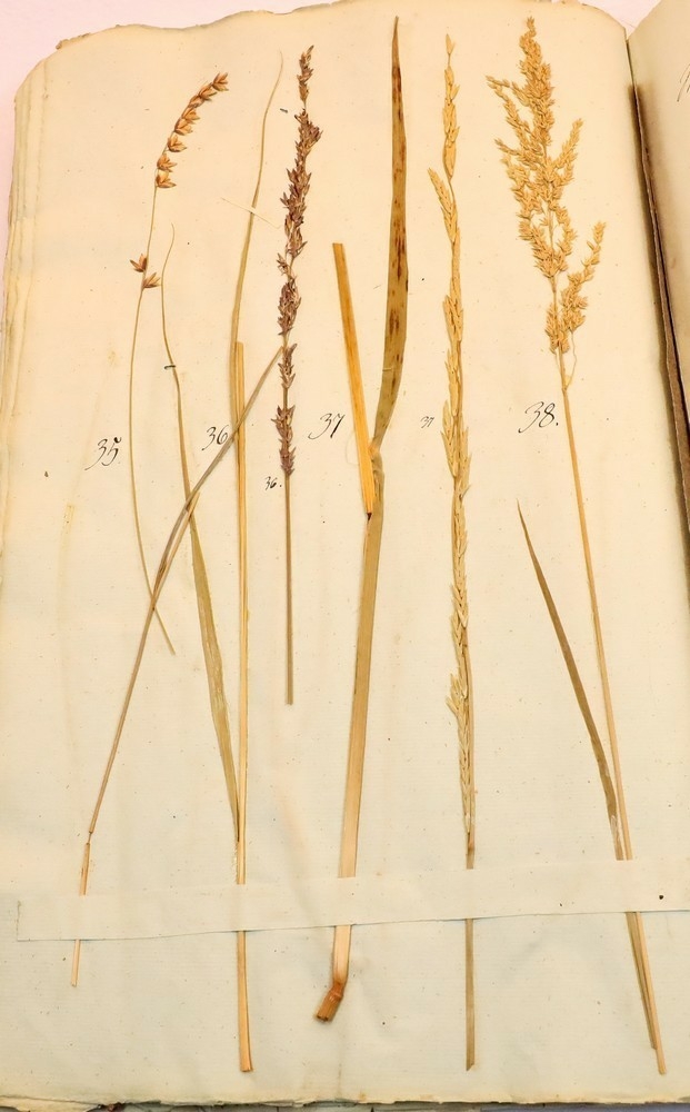 Plante nr. 36 frå Ivar Aasen sitt herbarium.  