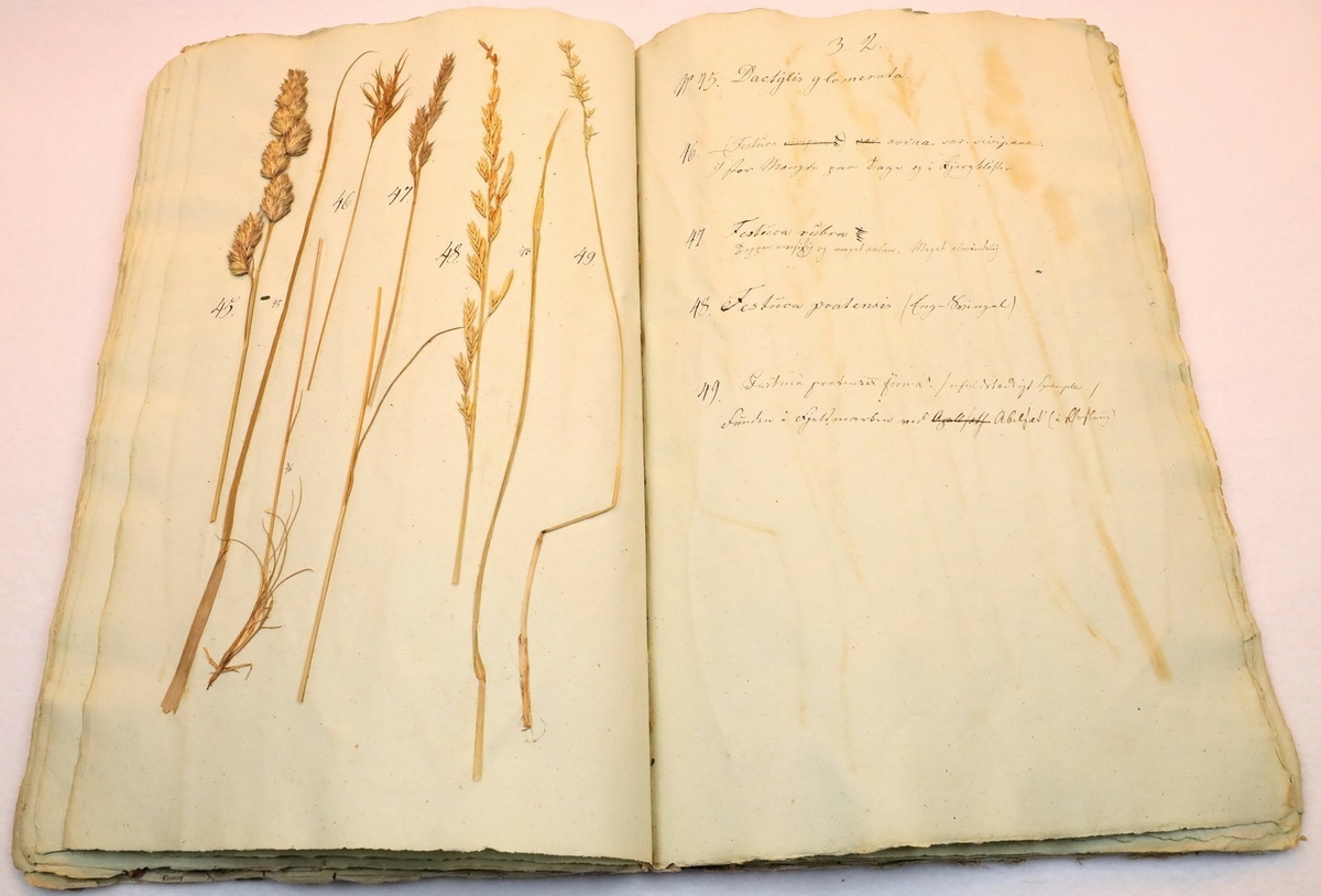 Plante nr. 48 frå Ivar Aasen sitt herbarium.  

Planten er av same art som nr. 49 i herbariet.