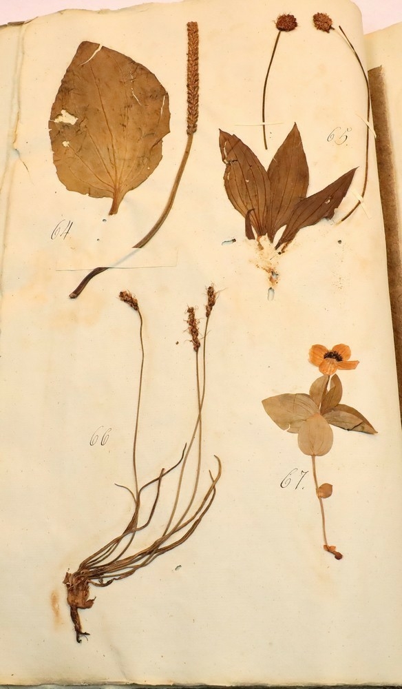 Plante nr. 67 frå Ivar Aasen sitt herbarium.  