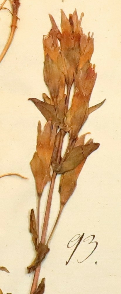 Plante nr. 93 frå Ivar Aasen sitt herbarium.  