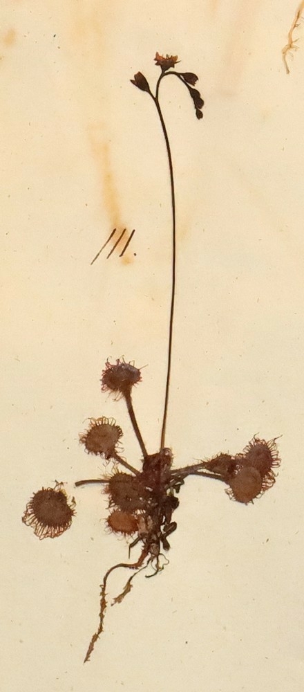 Plante nr. 111 frå Ivar Aasen sitt herbarium.  