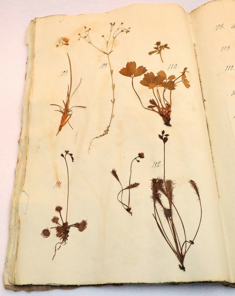 Plante nr. 112 frå Ivar Aasen sitt herbarium.  