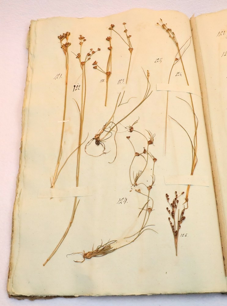 Plante nr. 122 frå Ivar Aasen sitt herbarium.  