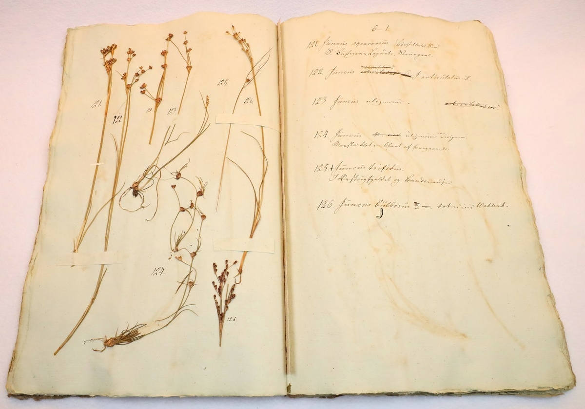 Plante nr. 123 frå Ivar Aasen sitt herbarium.  

Planten er av same art som nr. 124 i herbariet.