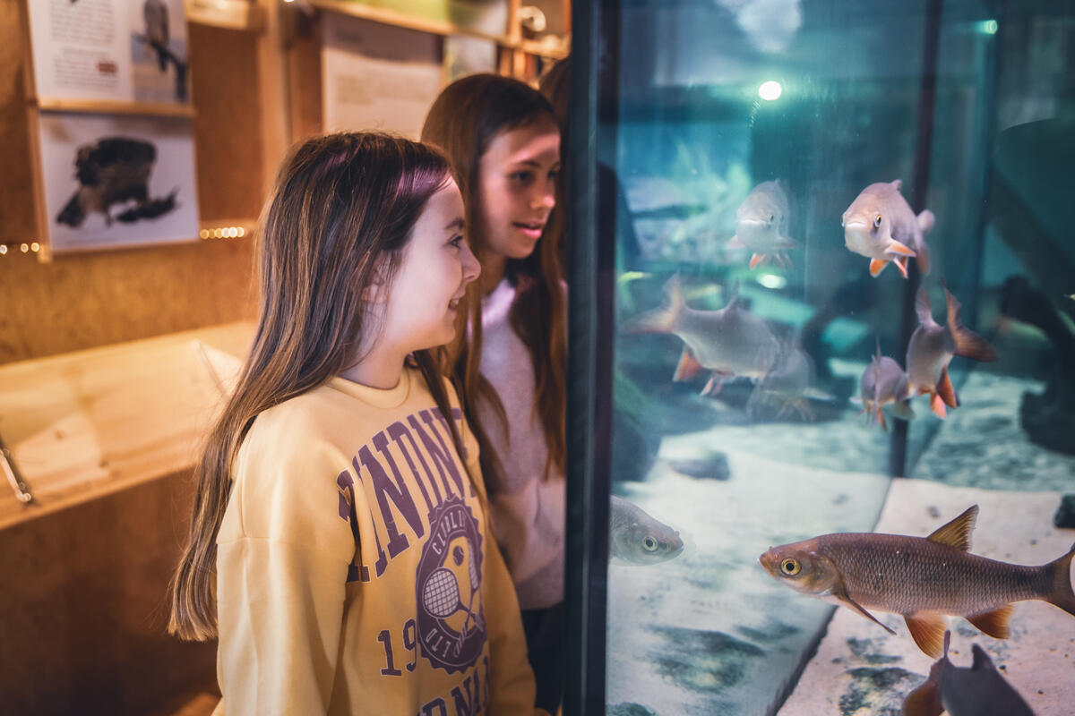 Foto av to jenter som ser på fisker i akvariet