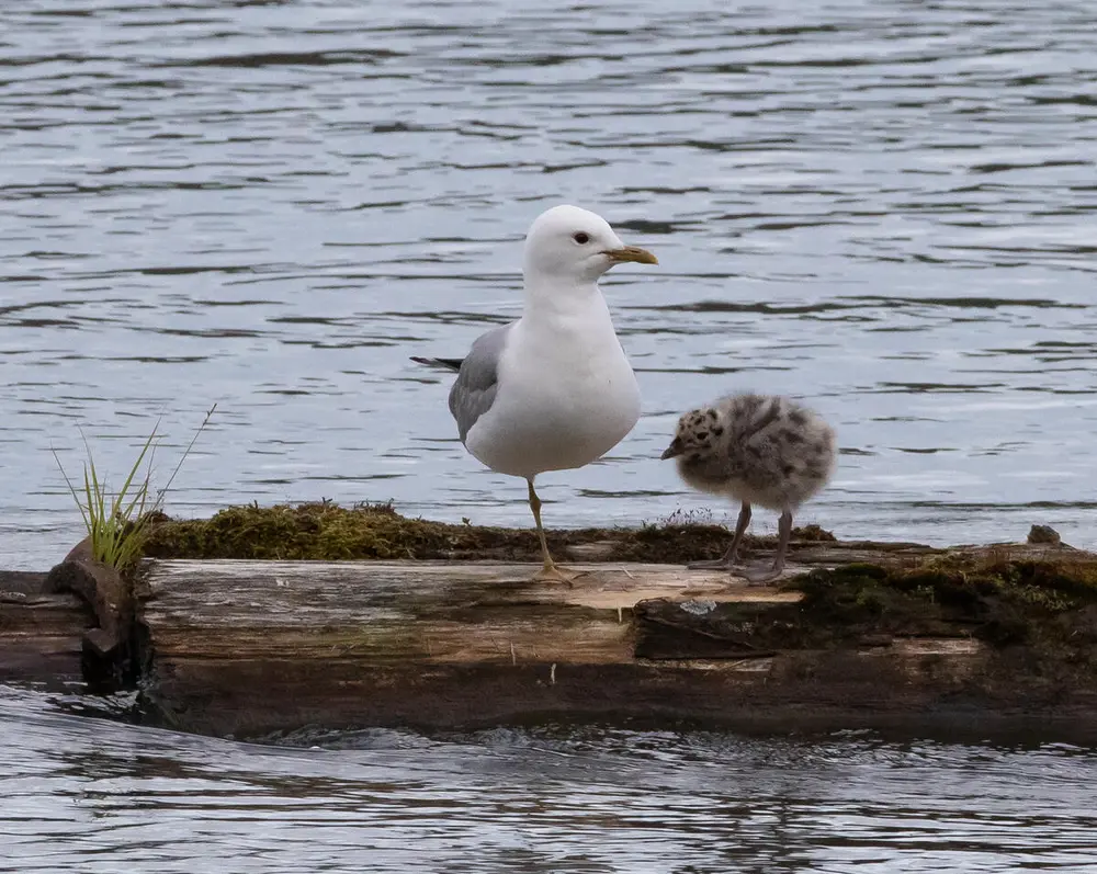 Foto av en fiskemåke sammen med en unge på en flåte ute på vannet