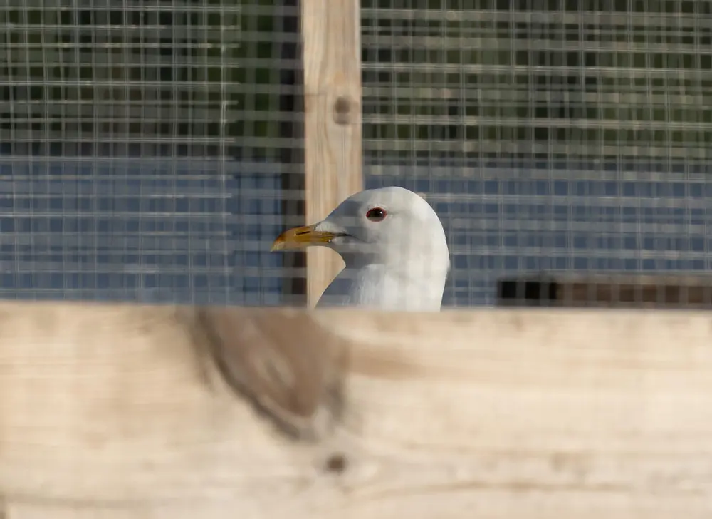 Foto av en fiskemåke som sitter i makrellterneplattformen, ser kun hodet til måken