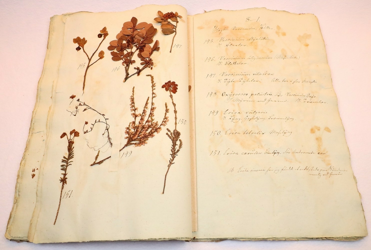 Plante nr. 145 frå Ivar Aasen sitt herbarium.  
